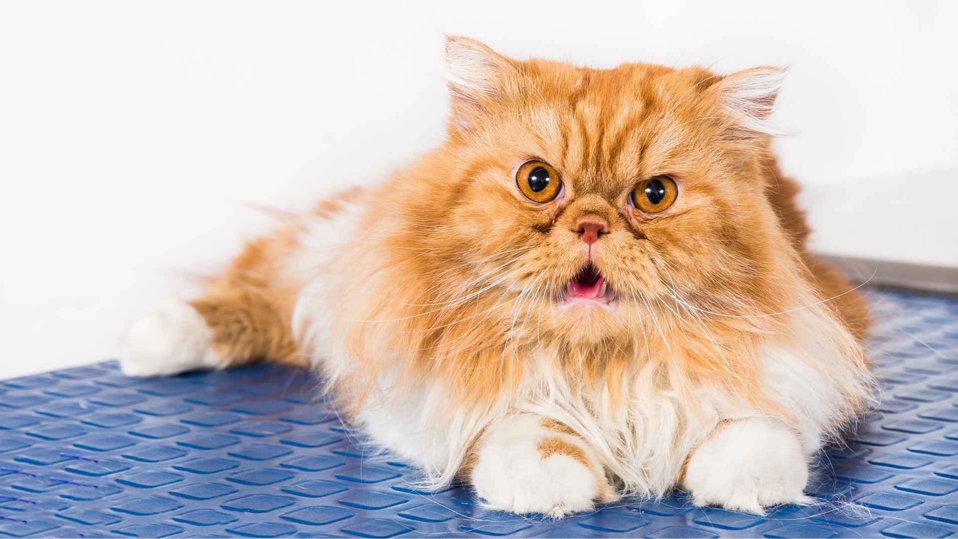 Fotos gatos con sindrome de down